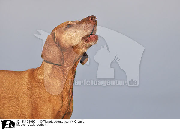 Magyar Vizsla portrait / KJ-01090