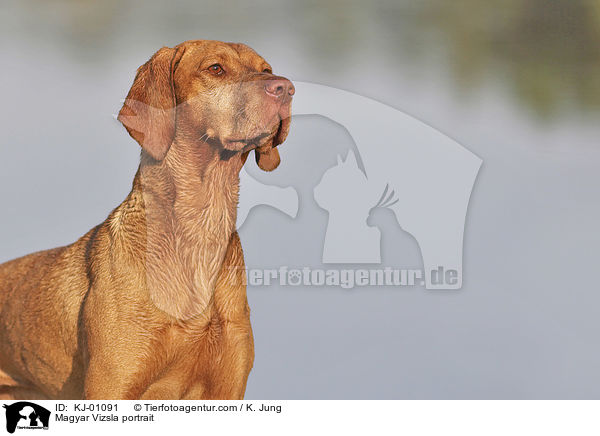 Magyar Vizsla portrait / KJ-01091