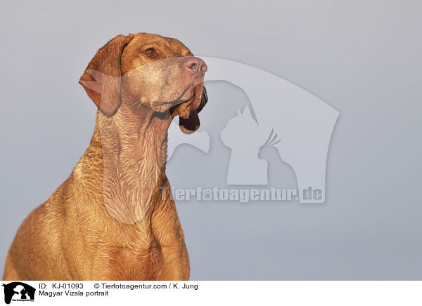 Magyar Vizsla portrait / KJ-01093