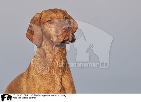 Magyar Vizsla portrait / KJ-01094