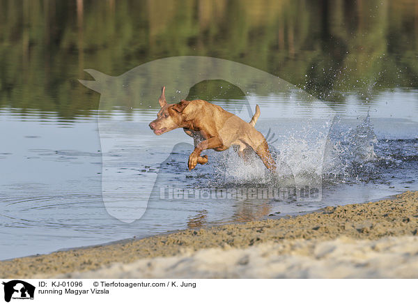 rennender Magyar Vizsla / running Magyar Vizsla / KJ-01096