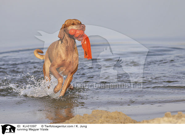 running Magyar Vizsla / KJ-01097