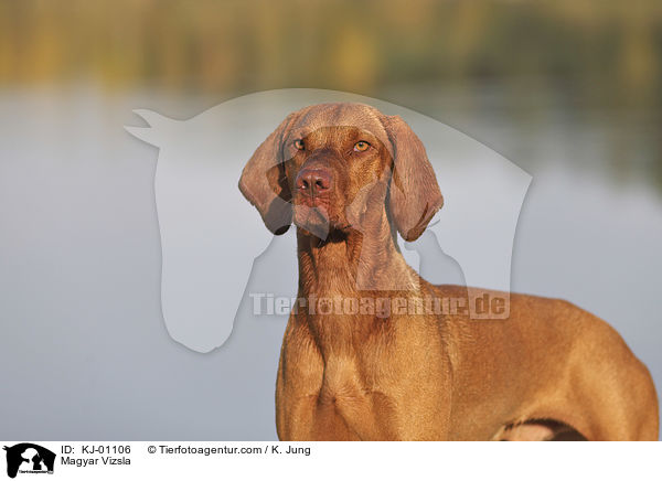 Magyar Vizsla / KJ-01106