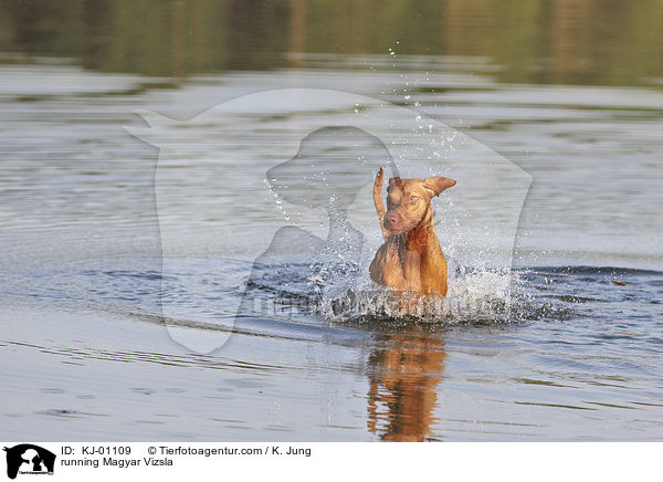 running Magyar Vizsla / KJ-01109