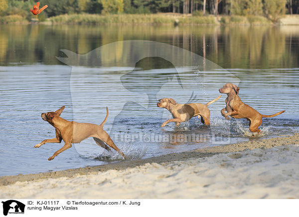 runing Magyar Vizslas / KJ-01117