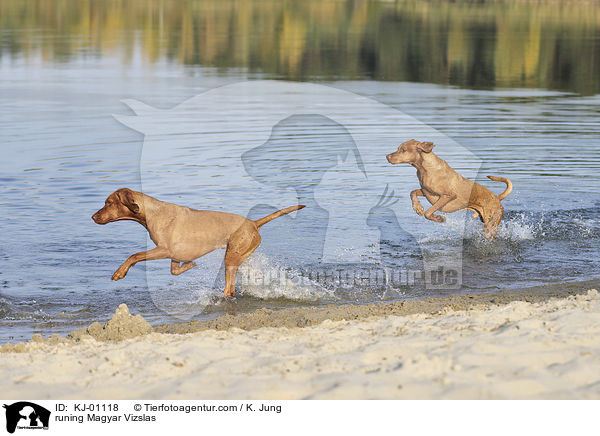 runing Magyar Vizslas / KJ-01118