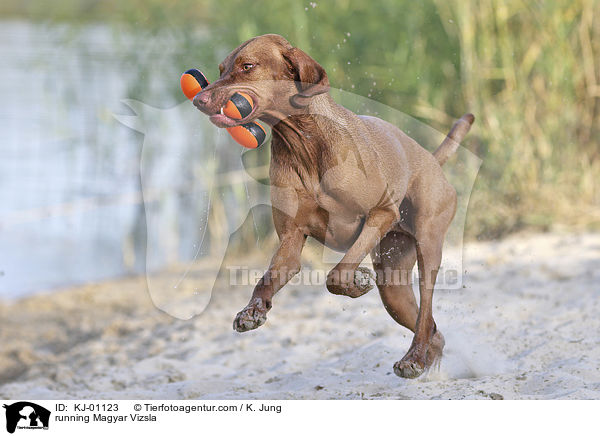 running Magyar Vizsla / KJ-01123