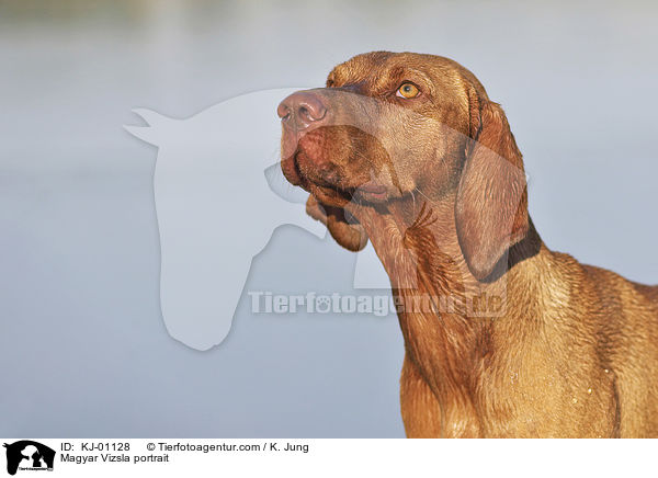 Magyar Vizsla portrait / KJ-01128