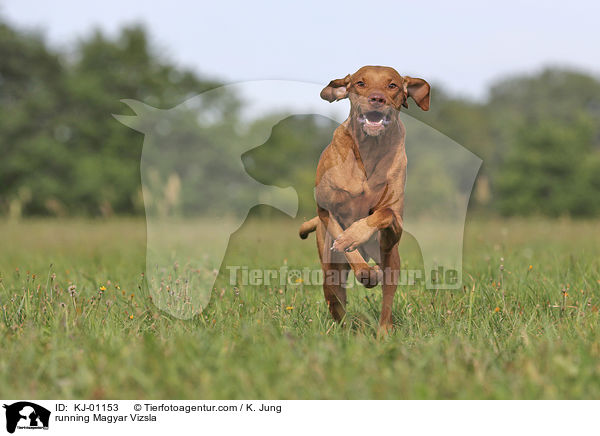 running Magyar Vizsla / KJ-01153