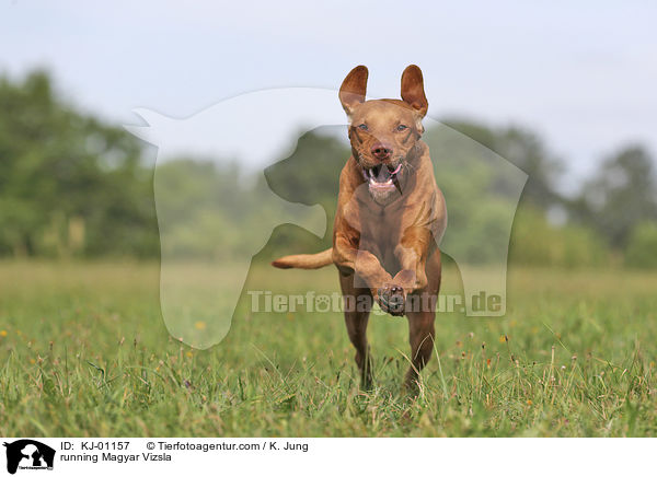 running Magyar Vizsla / KJ-01157