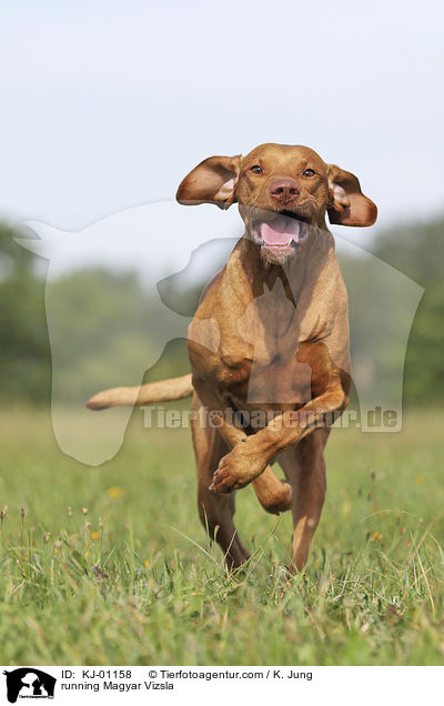 running Magyar Vizsla / KJ-01158