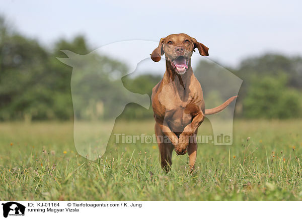 running Magyar Vizsla / KJ-01164