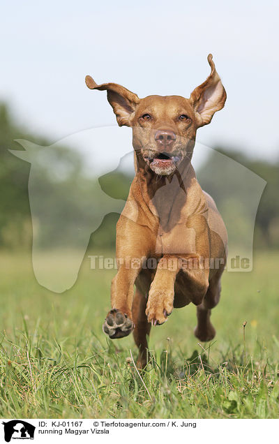 running Magyar Vizsla / KJ-01167