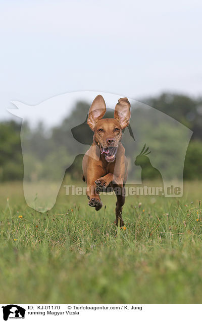 rennender Magyar Vizsla / running Magyar Vizsla / KJ-01170