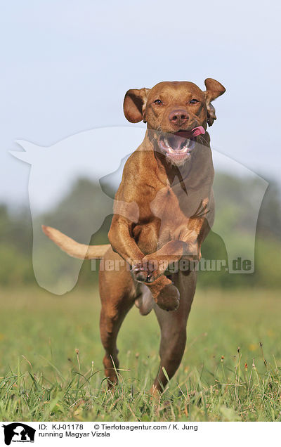 running Magyar Vizsla / KJ-01178