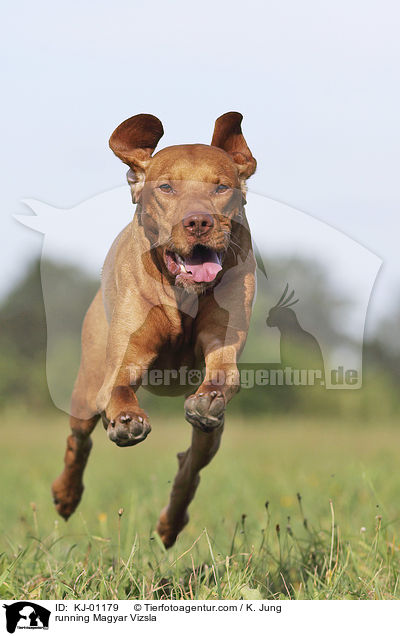 running Magyar Vizsla / KJ-01179