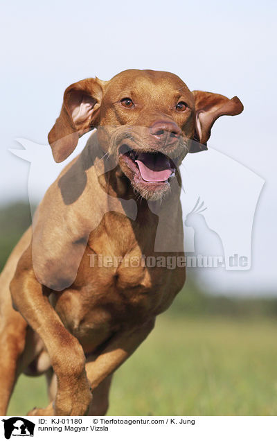 rennender Magyar Vizsla / running Magyar Vizsla / KJ-01180