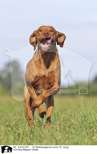 rennender Magyar Vizsla / running Magyar Vizsla / KJ-01181