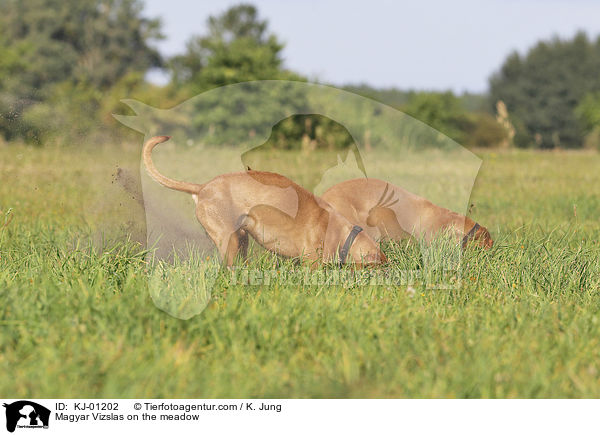 Magyar Vizslas auf der Wiese / Magyar Vizslas on the meadow / KJ-01202