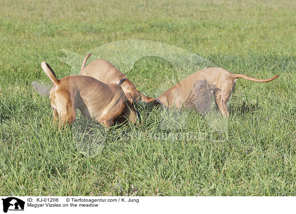 Magyar Vizslas auf der Wiese / Magyar Vizslas on the meadow / KJ-01206