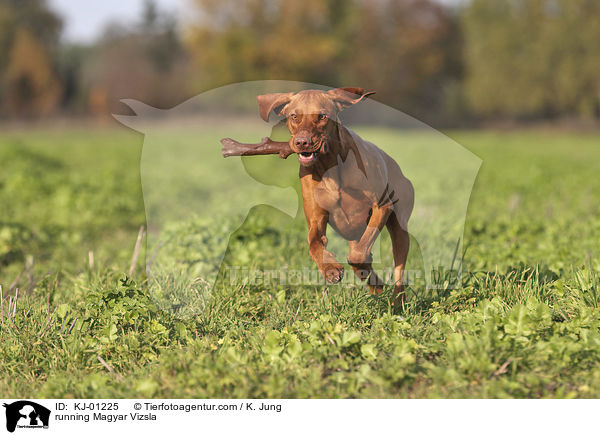 rennender Magyar Vizsla / running Magyar Vizsla / KJ-01225