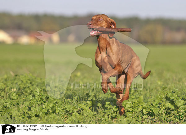 rennender Magyar Vizsla / running Magyar Vizsla / KJ-01232