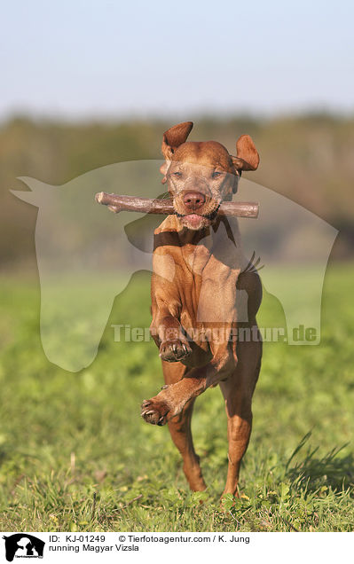 rennender Magyar Vizsla / running Magyar Vizsla / KJ-01249