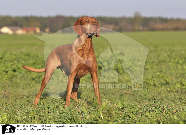 stehender Magyar Vizsla / standing Magyar Vizsla / KJ-01254