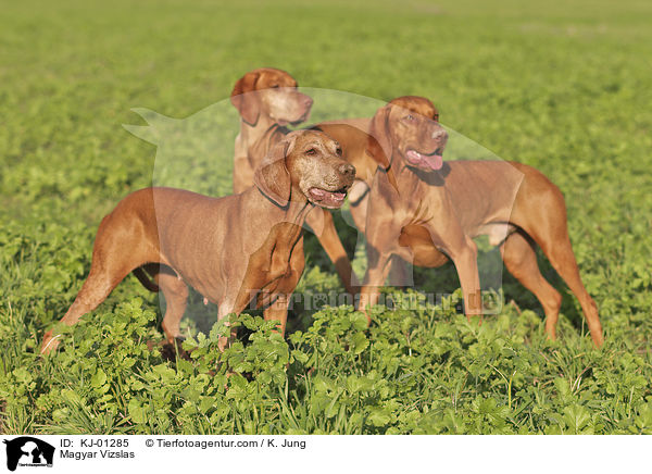 Magyar Vizslas / Magyar Vizslas / KJ-01285