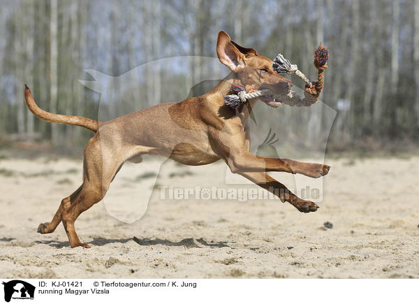 running Magyar Vizsla / KJ-01421