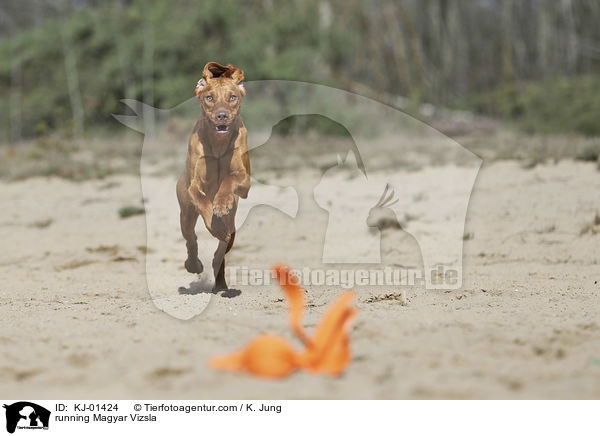 rennender Magyar Vizsla / running Magyar Vizsla / KJ-01424