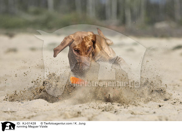 rennender Magyar Vizsla / running Magyar Vizsla / KJ-01428