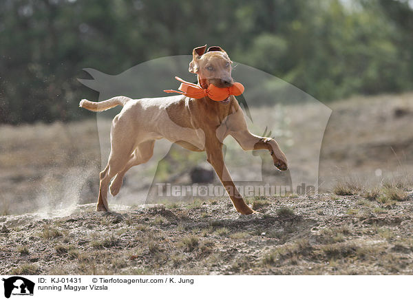 running Magyar Vizsla / KJ-01431