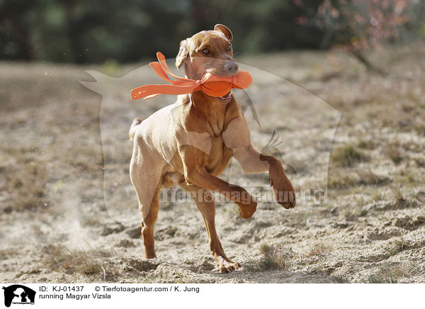 rennender Magyar Vizsla / running Magyar Vizsla / KJ-01437