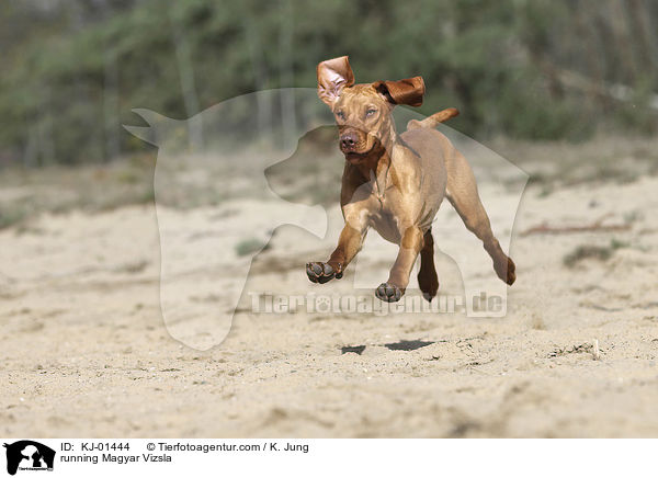 rennender Magyar Vizsla / running Magyar Vizsla / KJ-01444