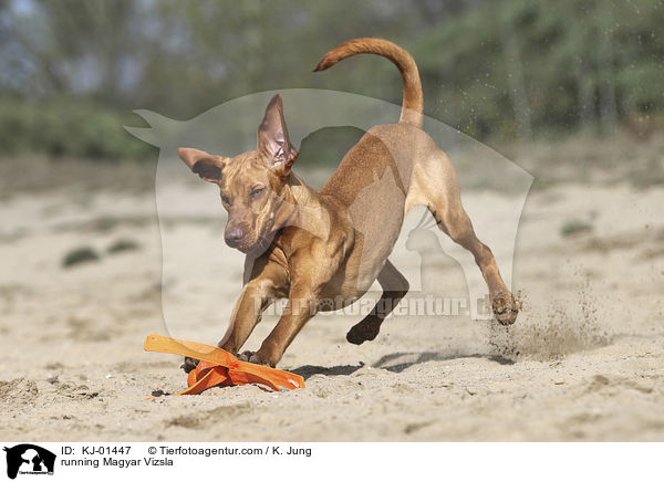 rennender Magyar Vizsla / running Magyar Vizsla / KJ-01447