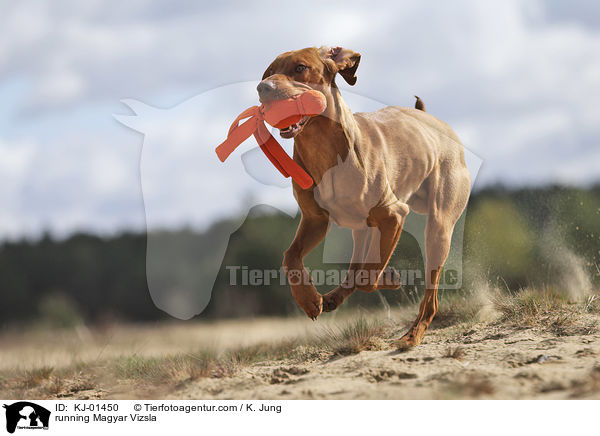 rennender Magyar Vizsla / running Magyar Vizsla / KJ-01450