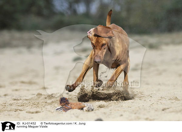 rennender Magyar Vizsla / running Magyar Vizsla / KJ-01452