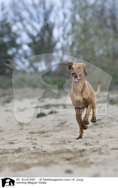 rennender Magyar Vizsla / running Magyar Vizsla / KJ-01460