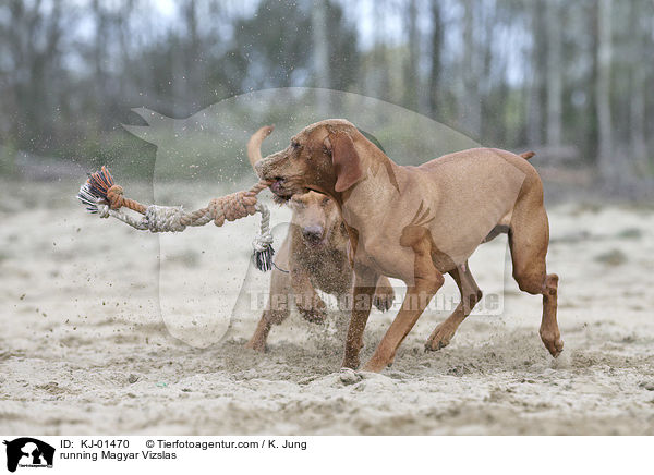 rennende Magyar Vizslas / running Magyar Vizslas / KJ-01470