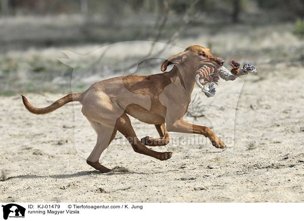 rennender Magyar Vizsla / running Magyar Vizsla / KJ-01479