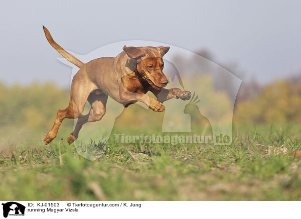 rennender Magyar Vizsla / running Magyar Vizsla / KJ-01503