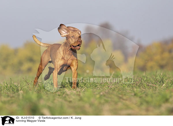 rennender Magyar Vizsla / running Magyar Vizsla / KJ-01510