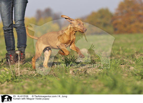 Mensch mit Magyar Vizsla Welpe / human with Magyar Vizsla puppy / KJ-01538
