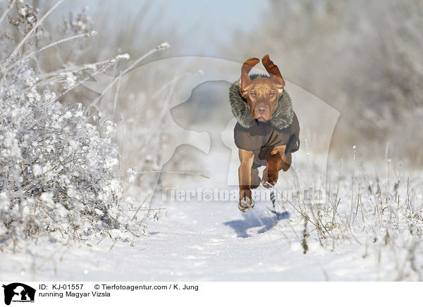 rennender Magyar Vizsla / running Magyar Vizsla / KJ-01557