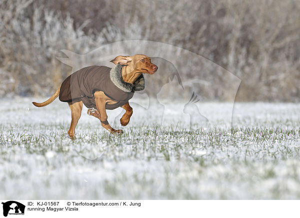 rennender Magyar Vizsla / running Magyar Vizsla / KJ-01567