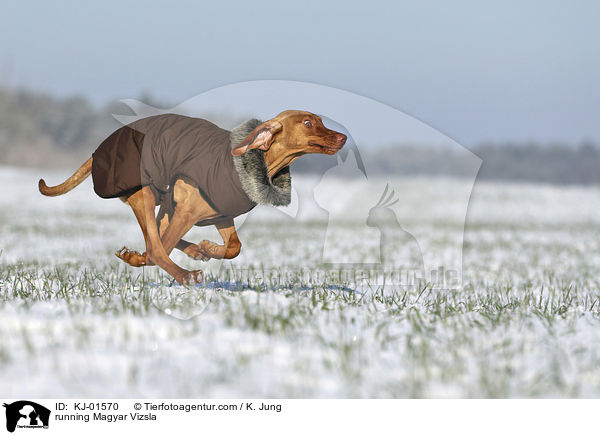 rennender Magyar Vizsla / running Magyar Vizsla / KJ-01570