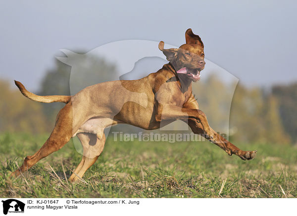 running Magyar Vizsla / KJ-01647