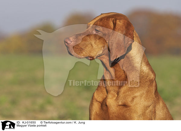 Magyar Vizsla portrait / KJ-01650