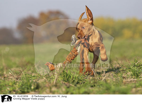 rennender Magyar Vizsla Welpe / running Magyar Vizsla puppy / KJ-01659